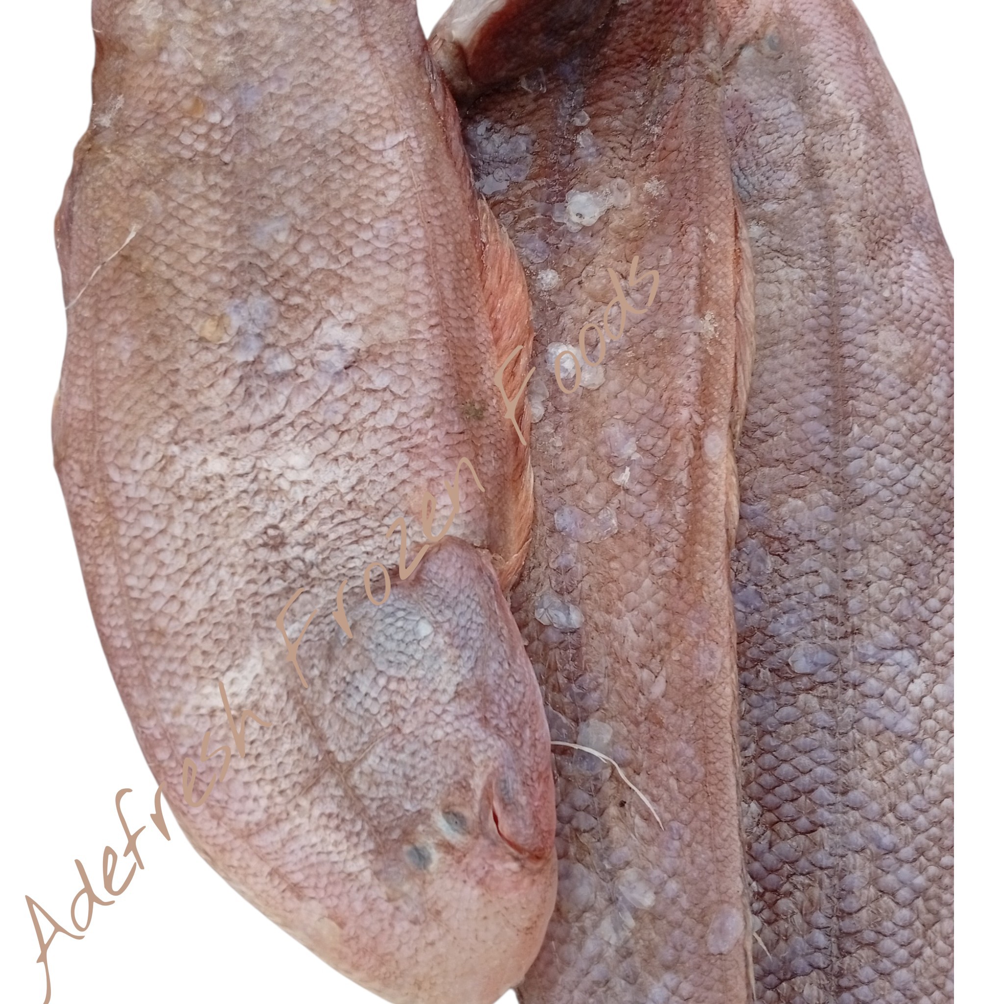 Sole Fish