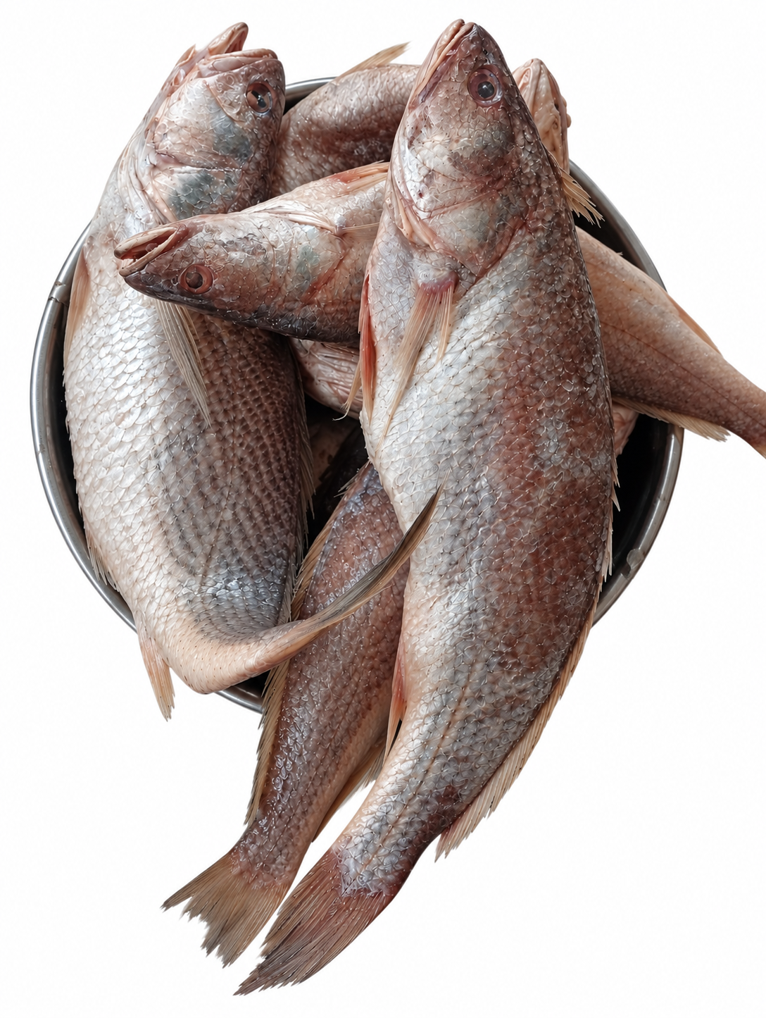 Mix1 Apo (small croaker)