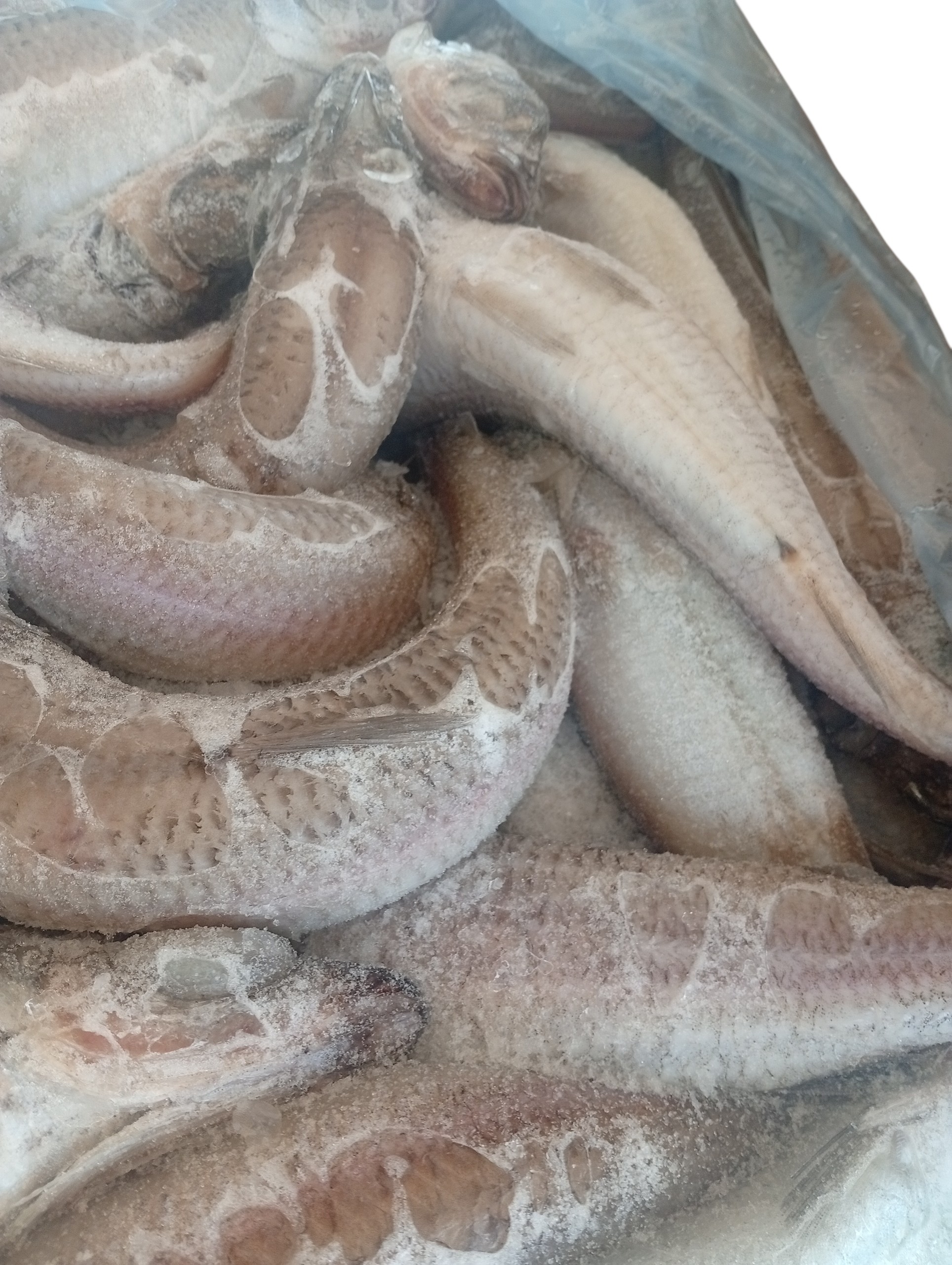 Argentina/Ojuyobo Fish