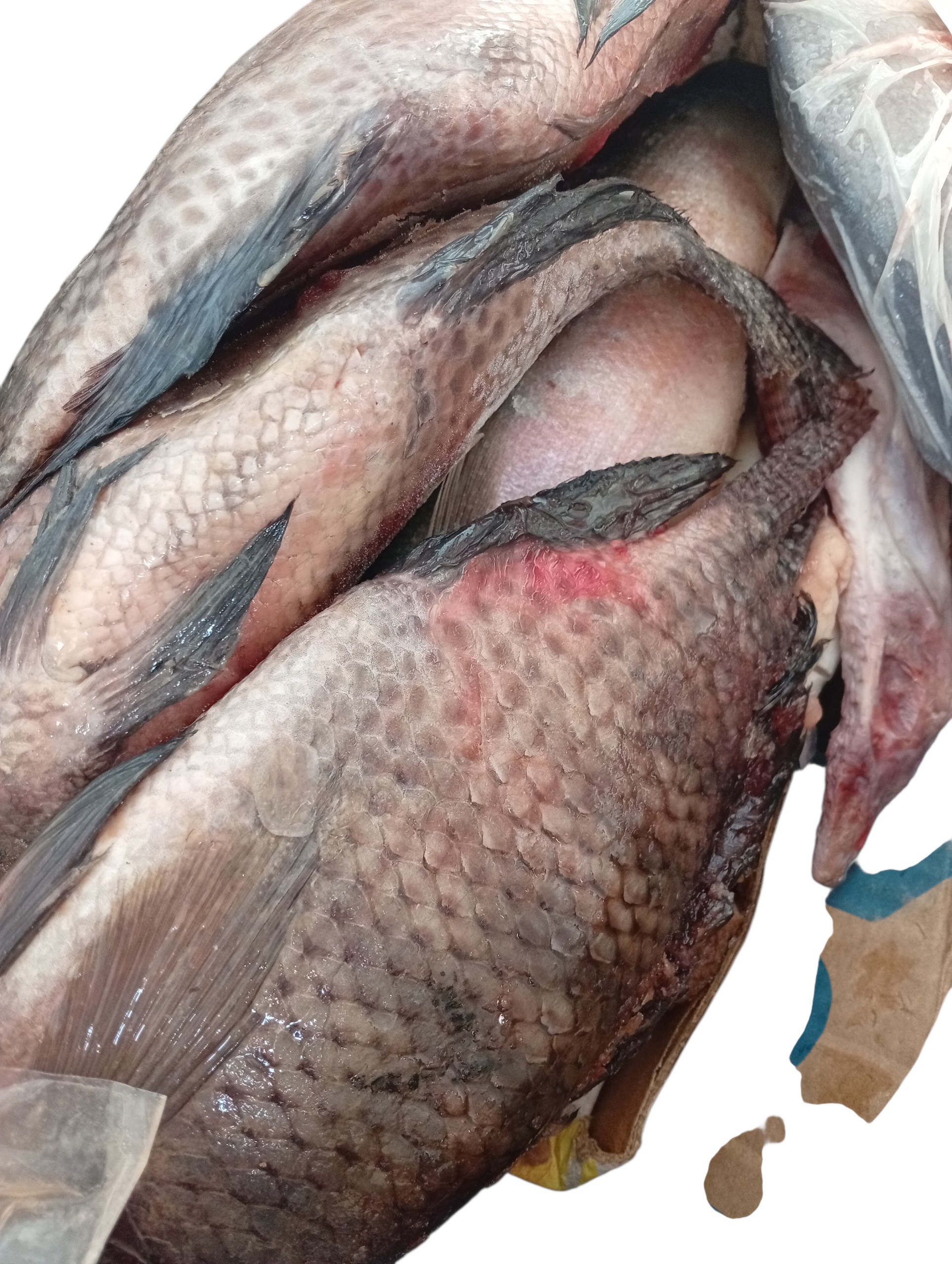 Tilapia Fish