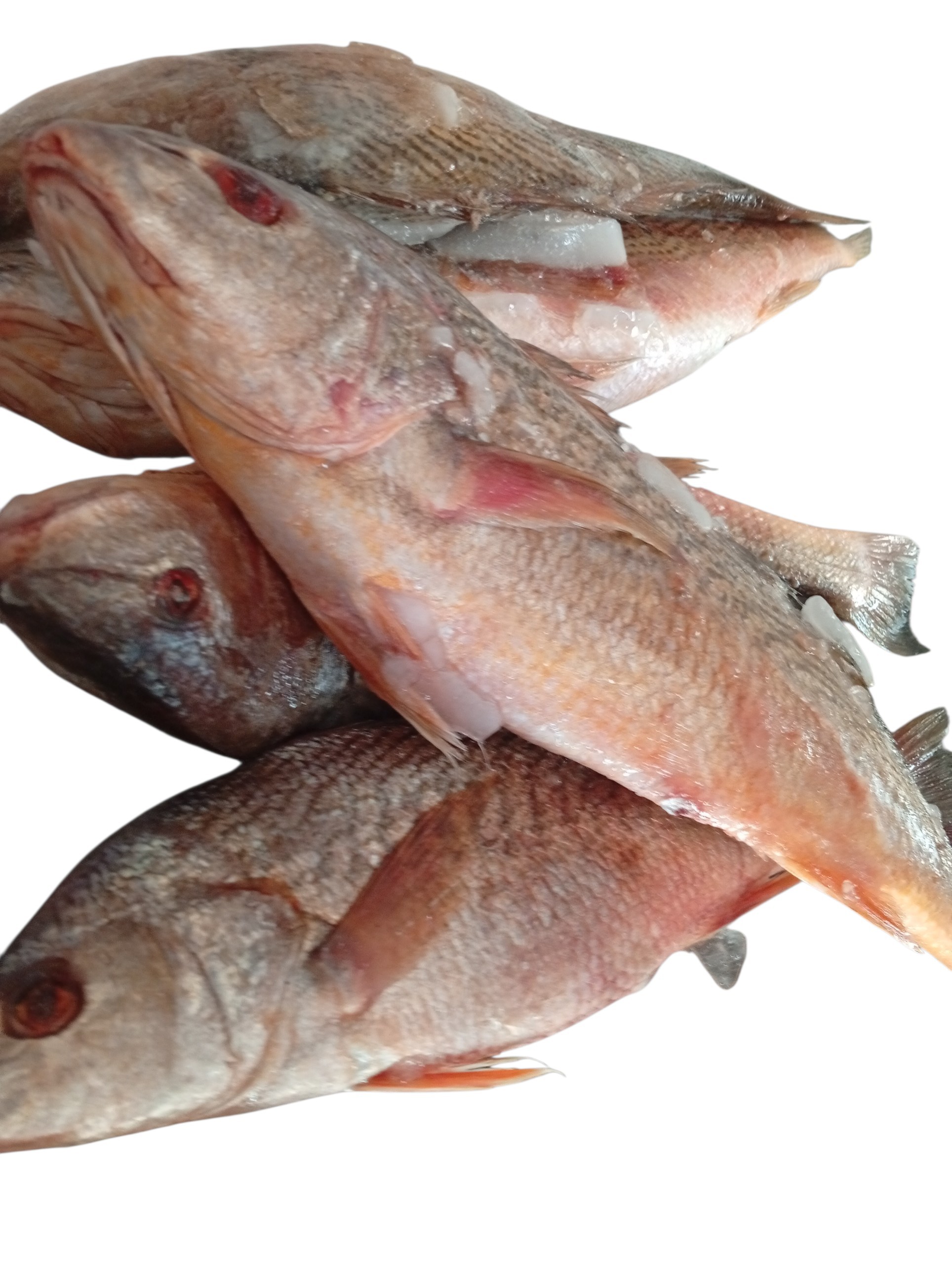 Croaker fish