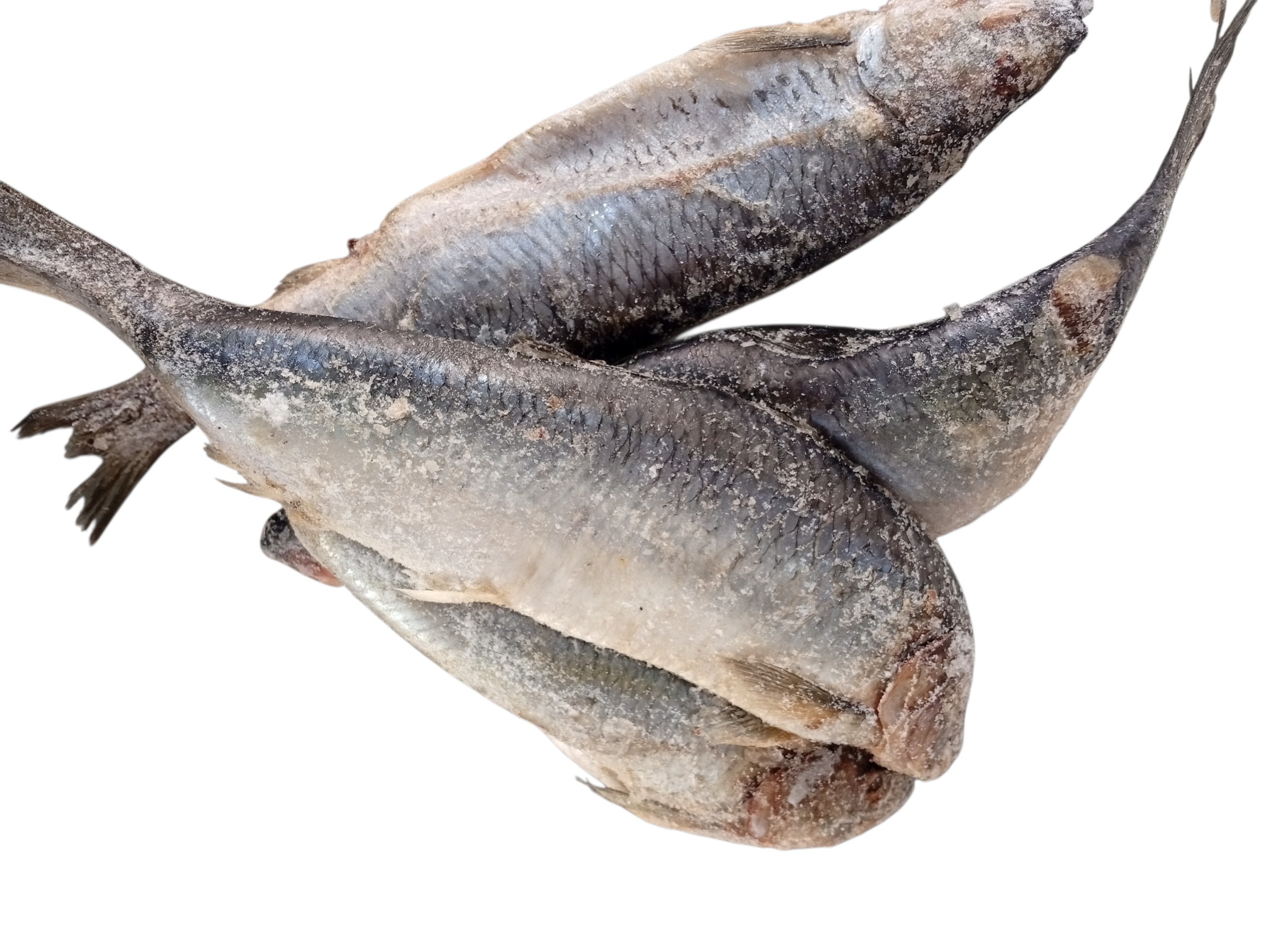 Sawa Fish/Herring fish